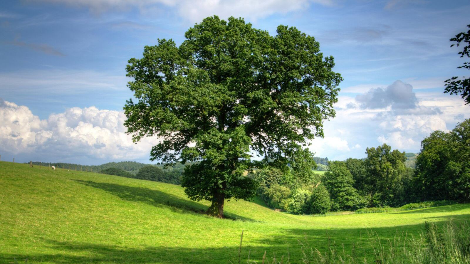 Lecture-spectacle de Xavier Dumont 'Arbres'